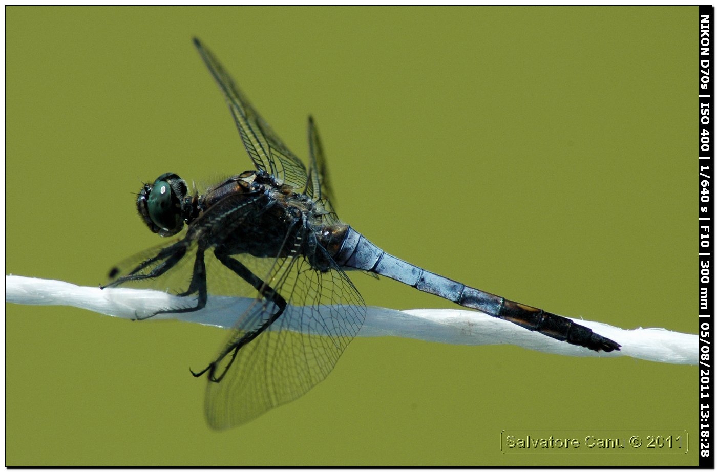 Orthetrum cancellatum maschio