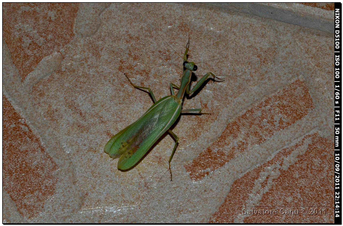 maschi di Iris oratoria verde e marrone