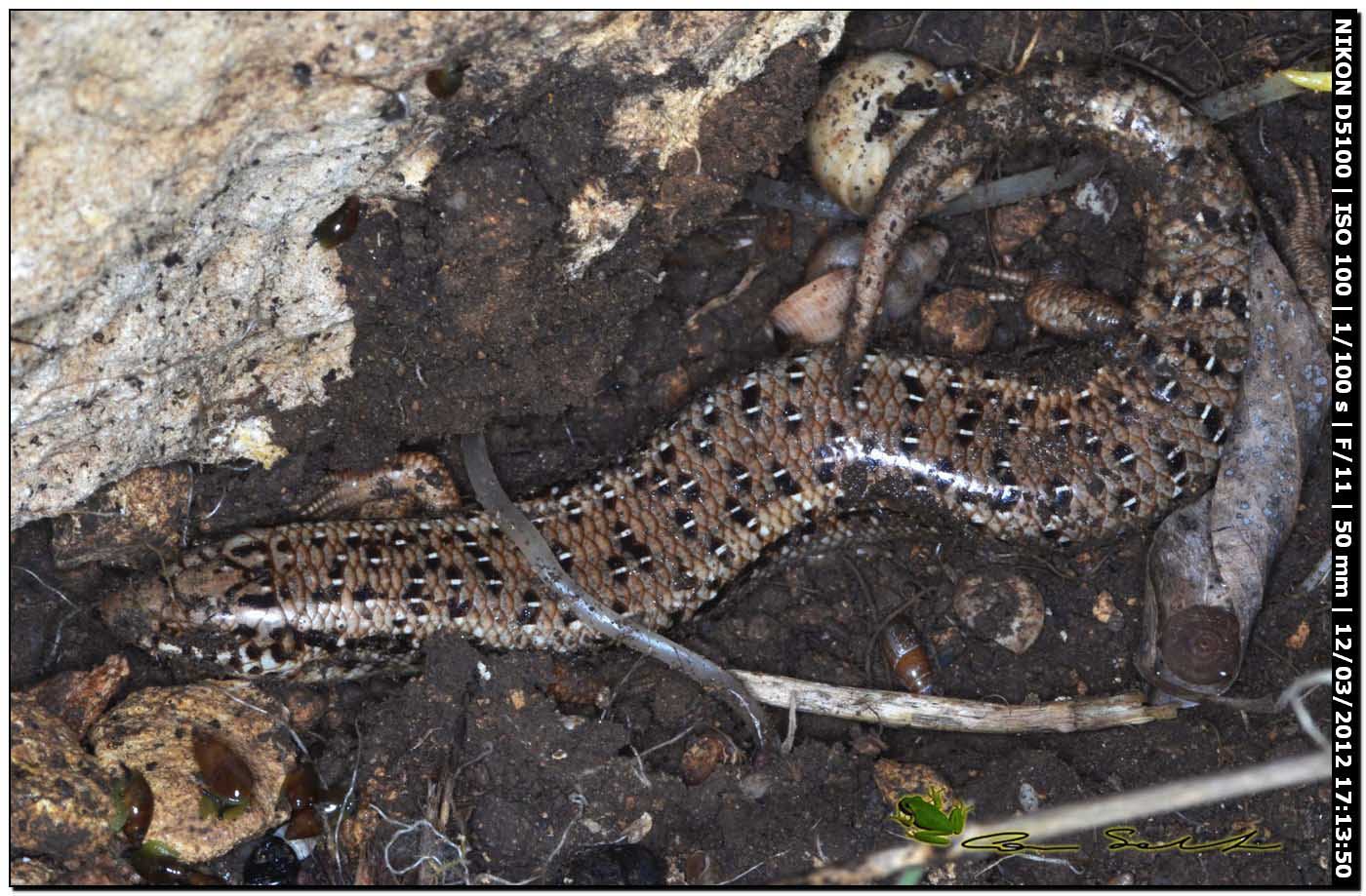 Chalcides ocellatus da Usini