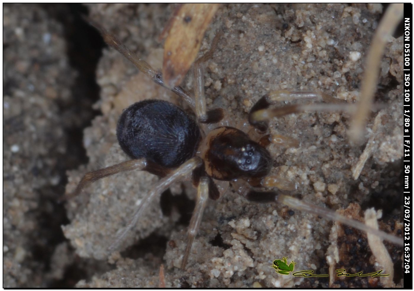 Zodarion sp.