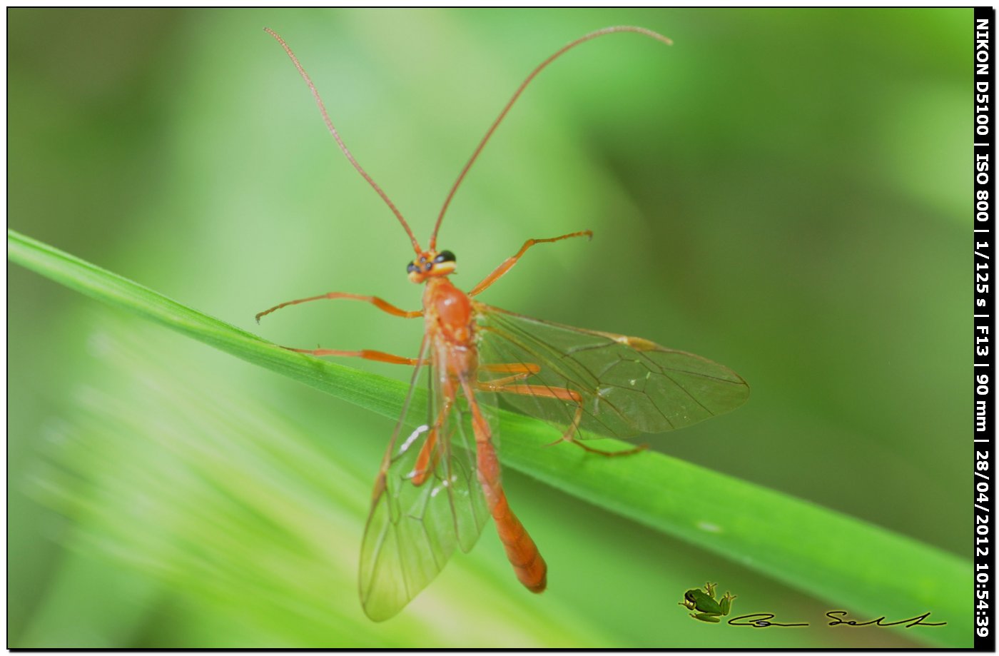 Enicospilus sp.,  Ichneumonidae