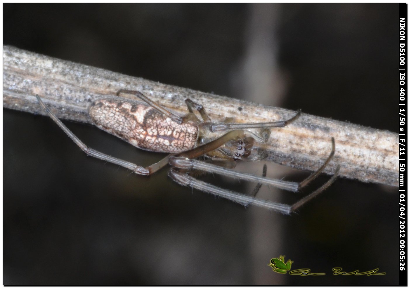 Tetragnatha sp.