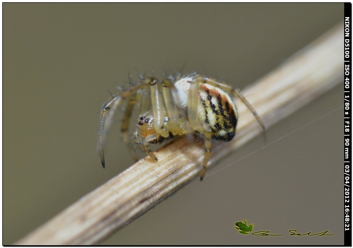 Mangora acalypha