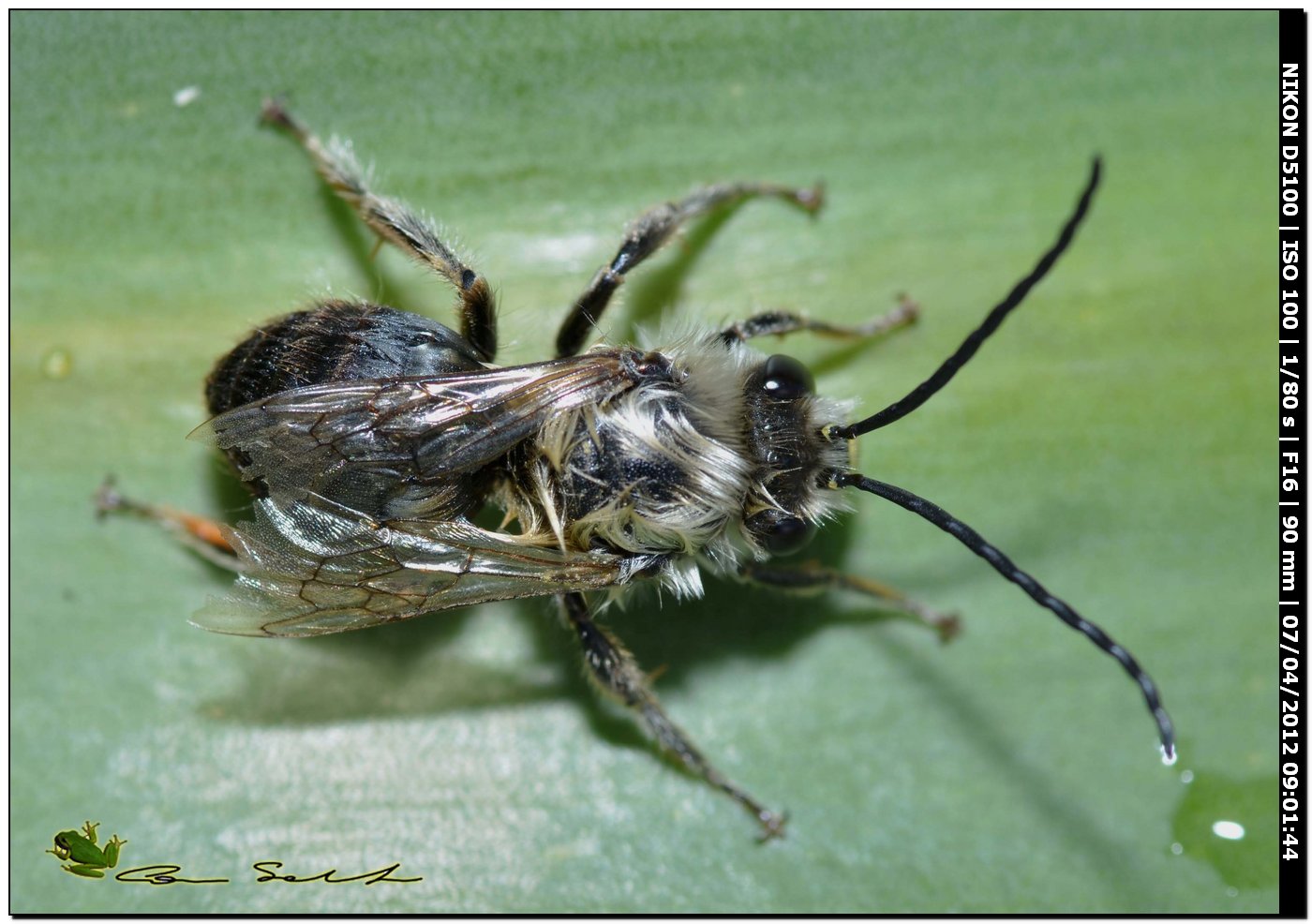 maschio di Eucera sp. e maschio di Andrena sp.