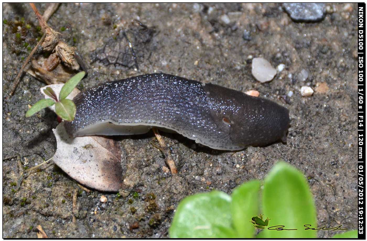 Limax giovane da Ittiri