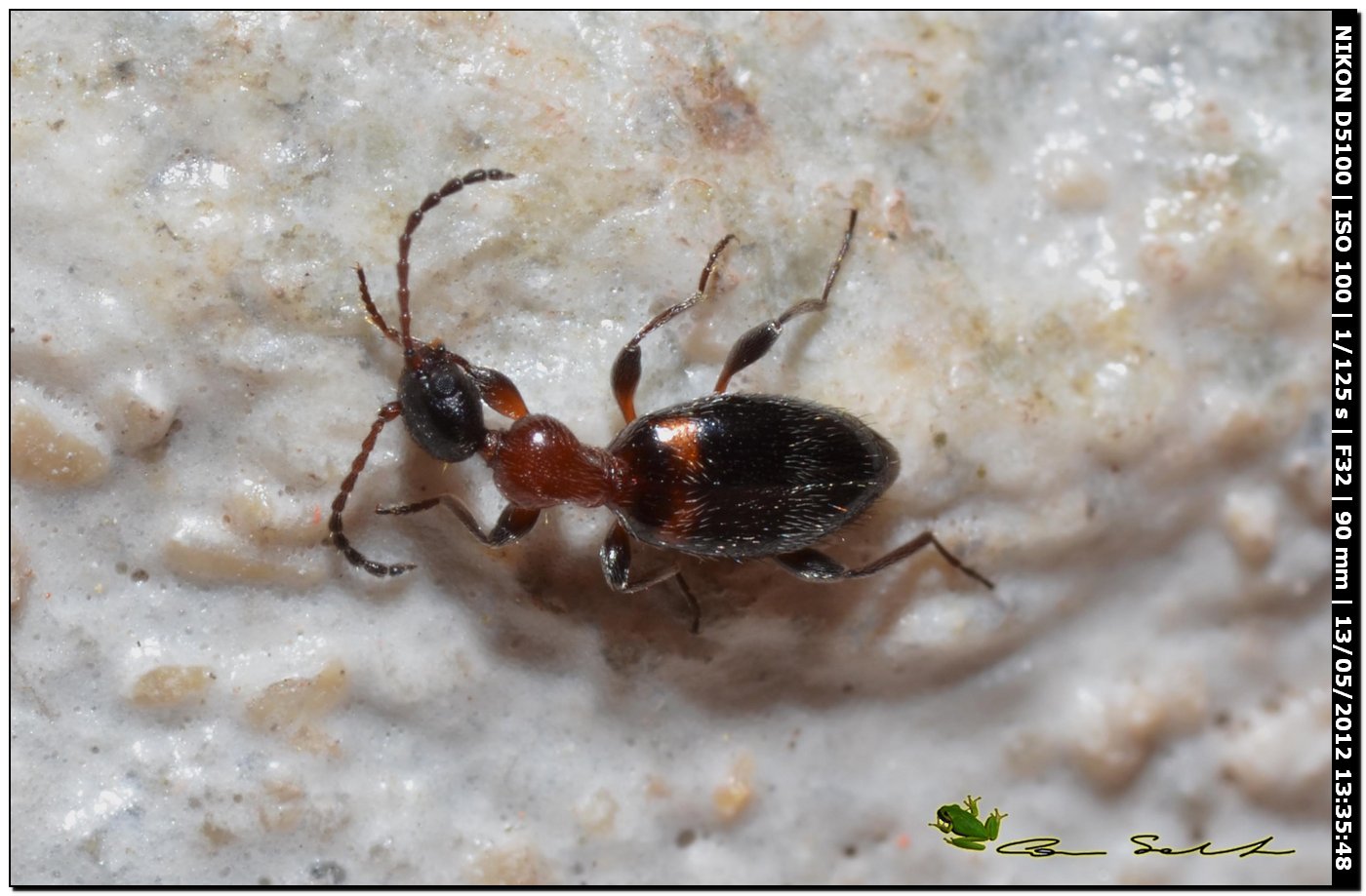 Formica? No.  Anthicidae: Anthelephila pedestris