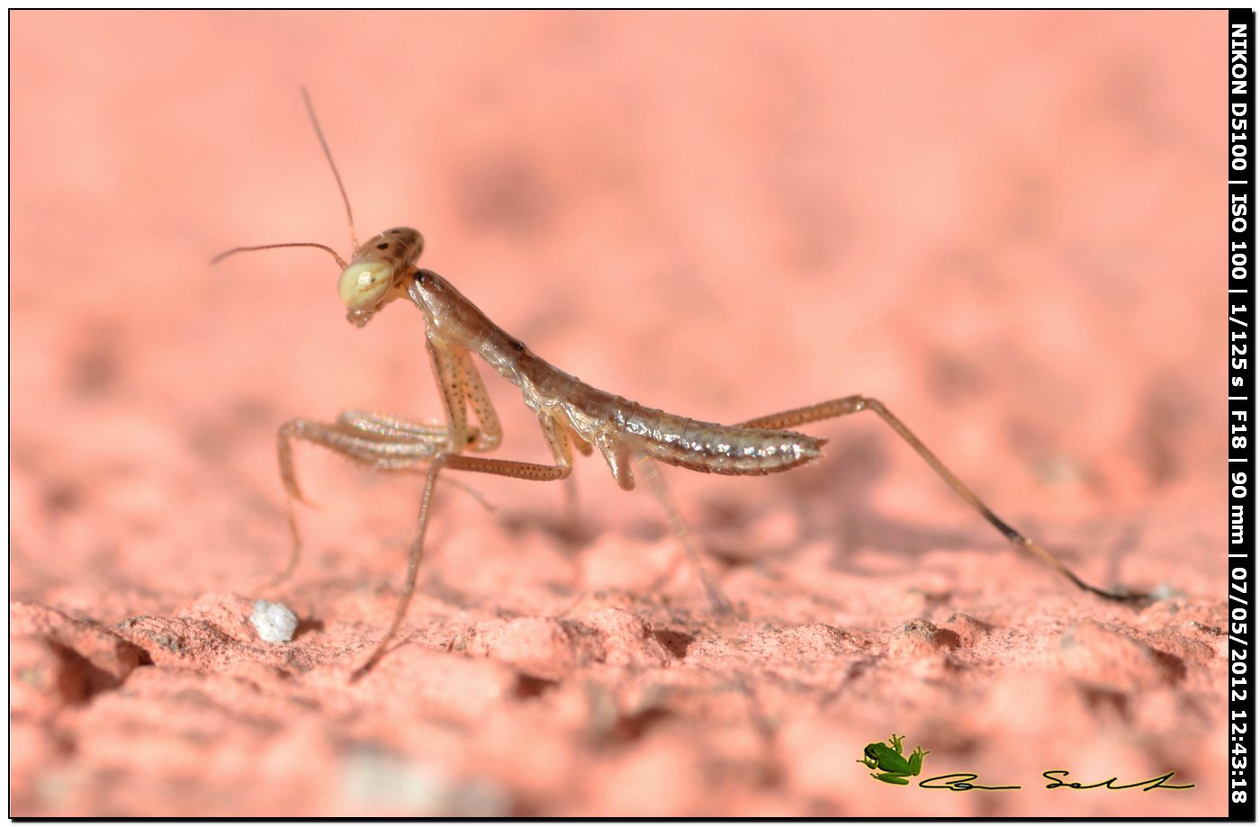 Ninfa di Iris oratoria?