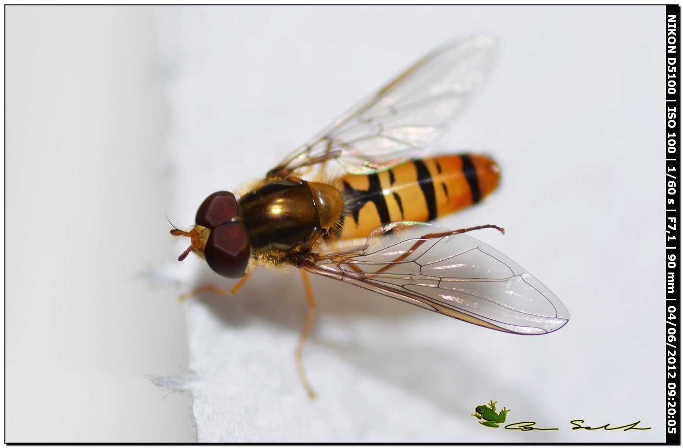 Episyrphus balteatus