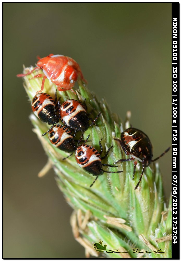 Ninfa di ...Carpocoris sp.