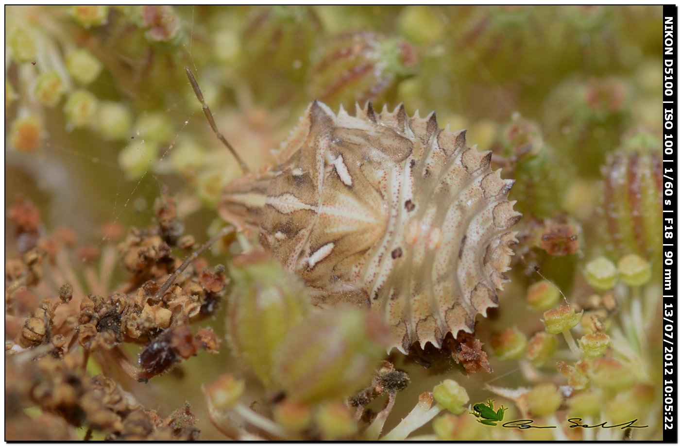 Ancyrosoma leucogrammes, ninfa