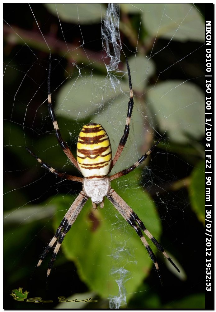 Argiope bruennichi con striature marrone??