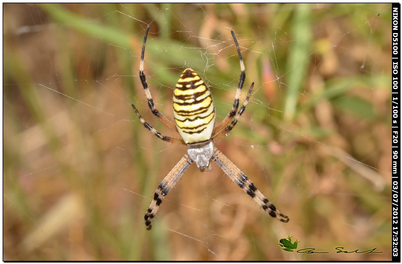 Argiope bruennichi, le prime della stagione