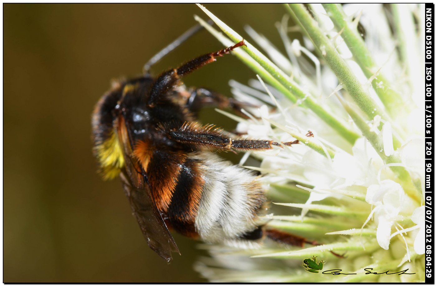 Bombus ...morti sul fiore