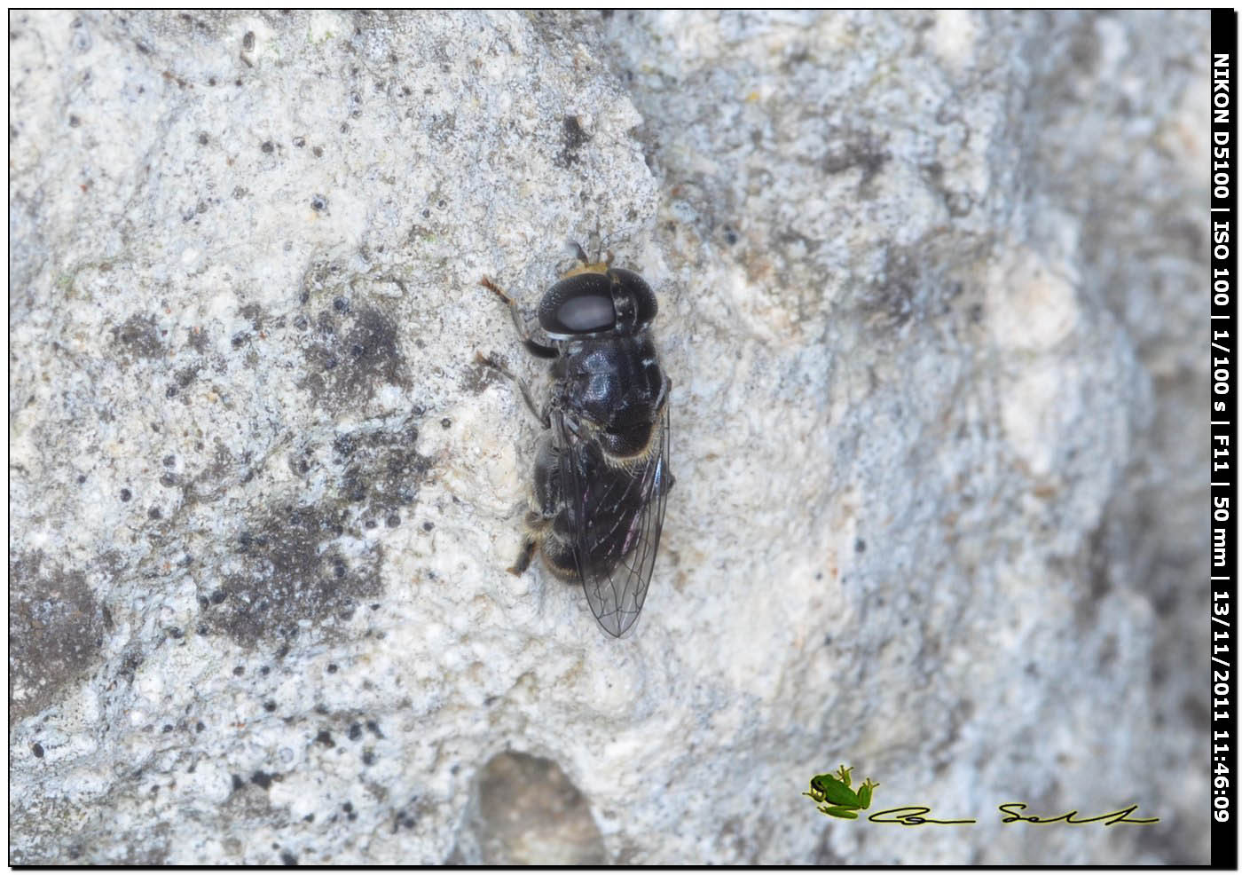 Syrphidae: Eumerus sp.