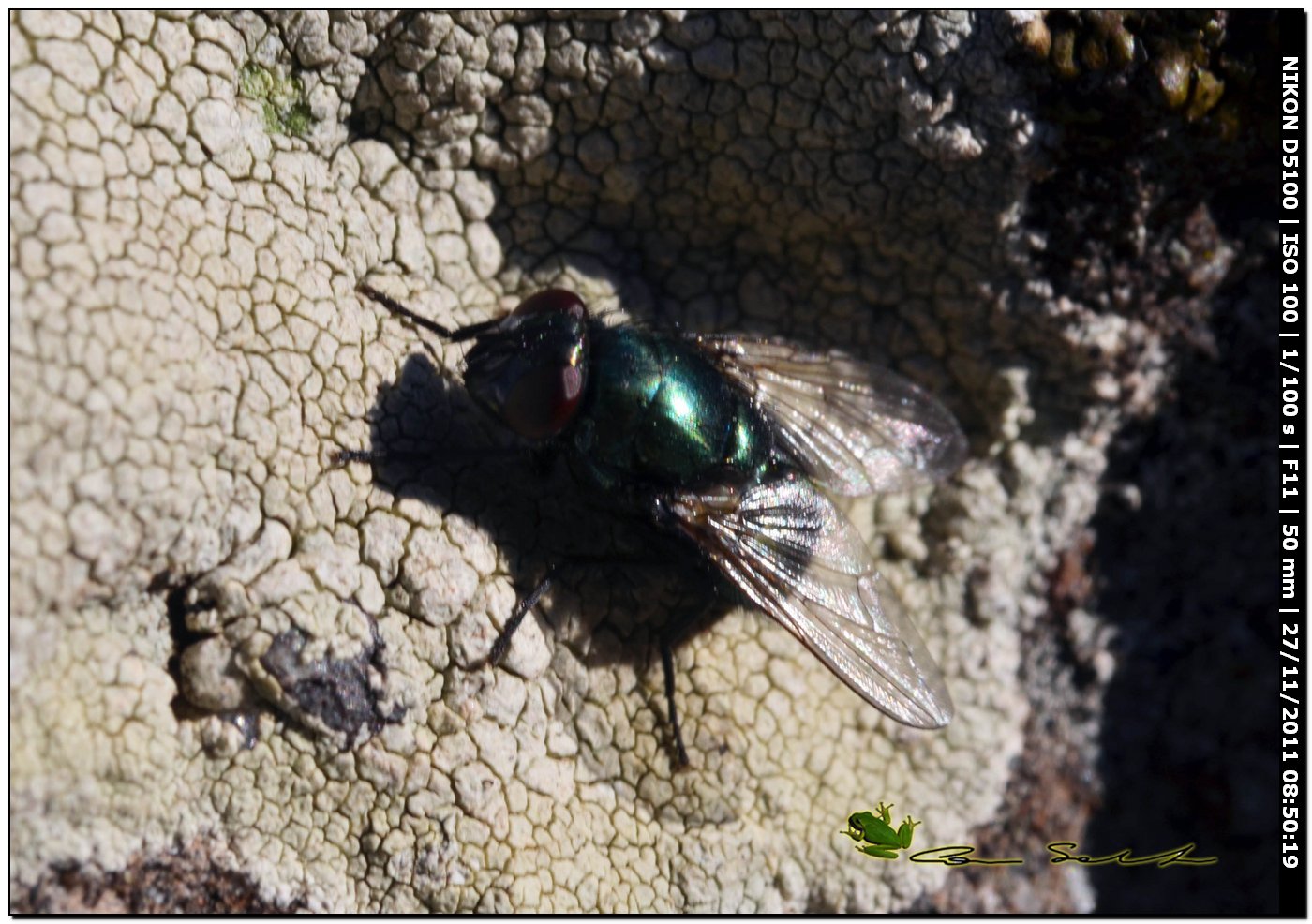 Neomyia sp. (Muscidae)