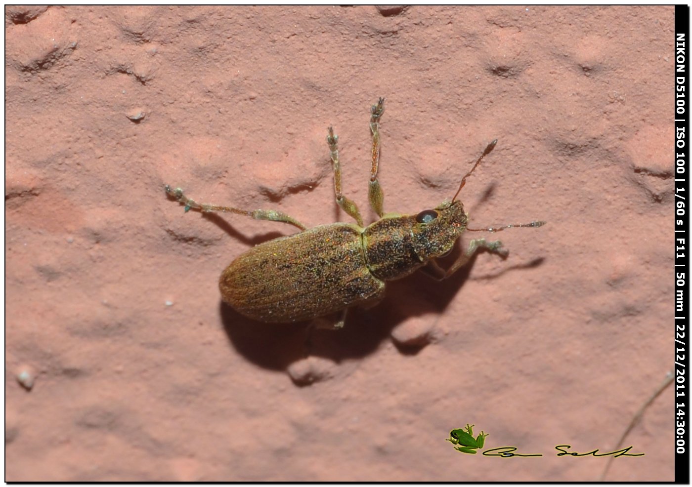 Curculionidae da id. 2