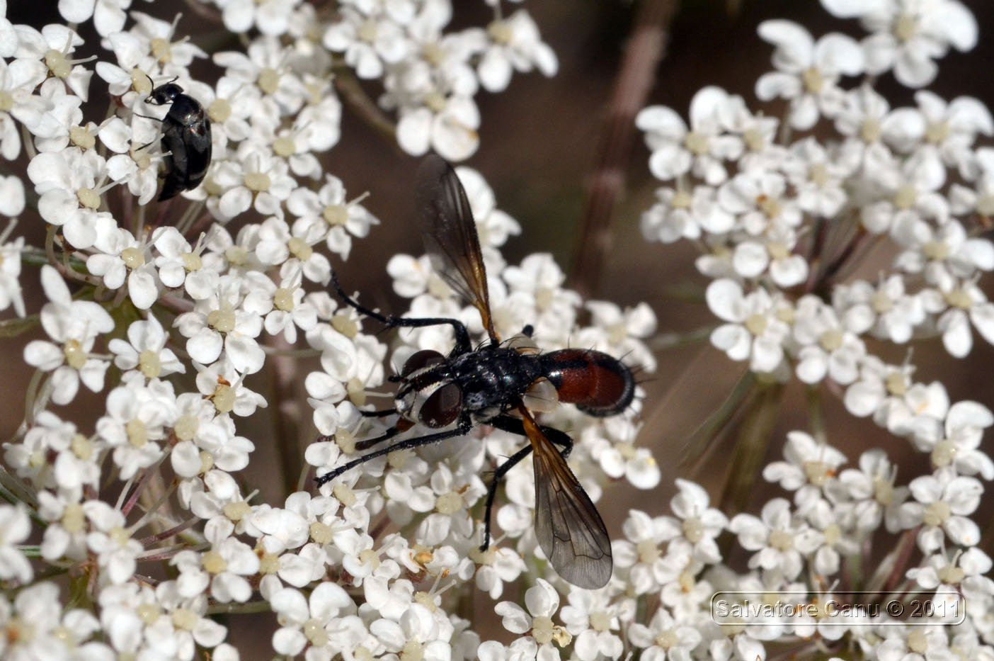 Cylindromyia sp., Tachinidae.