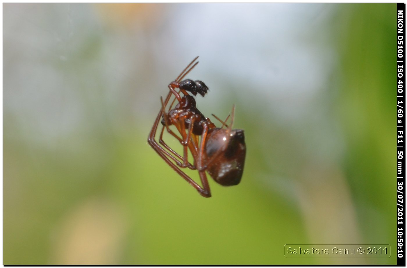 Argyrodes sp.