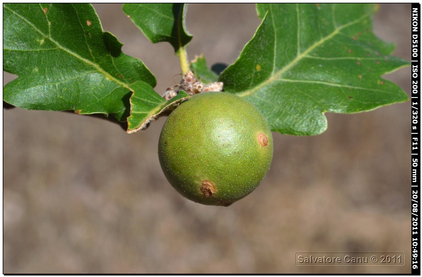 Galle su Sughera (Quercus suber)