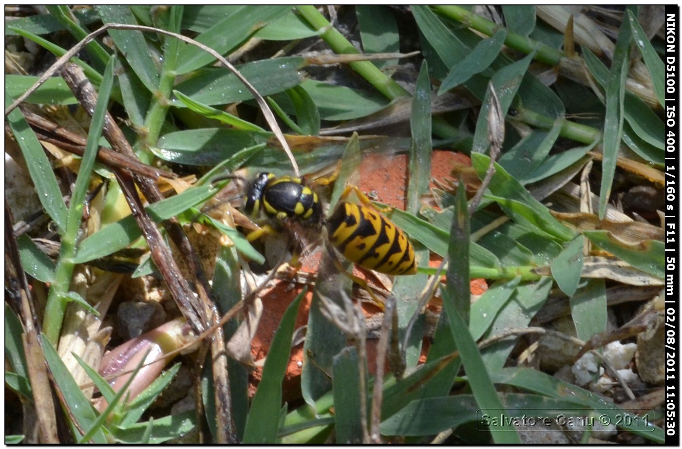 Vespula germanica