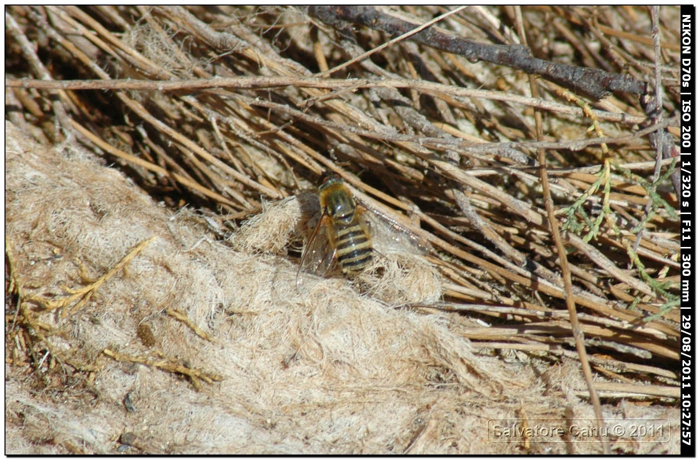 Diptera da id.