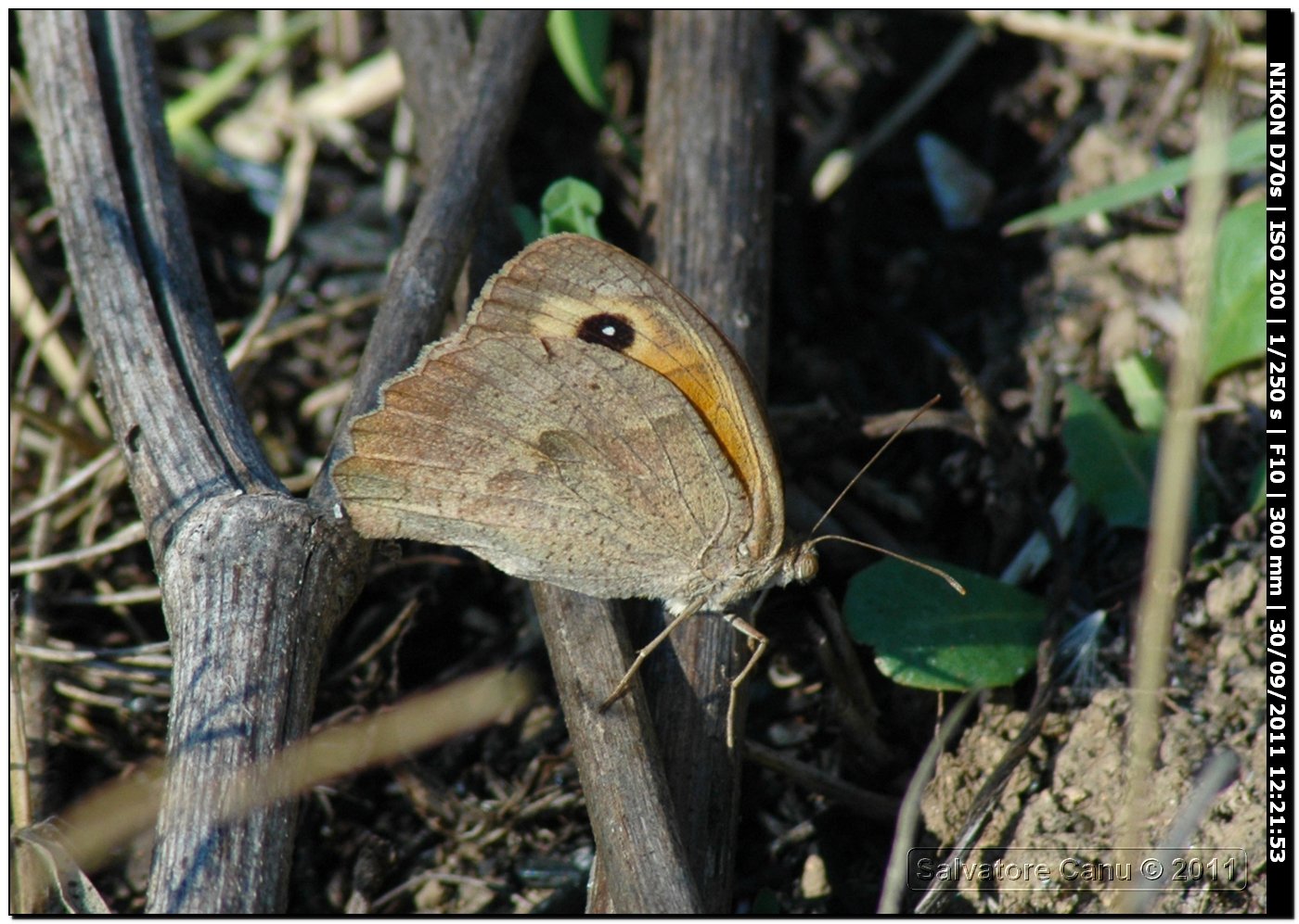 Maniola jurtina