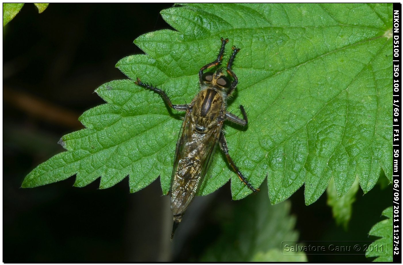 Asilidae sp.