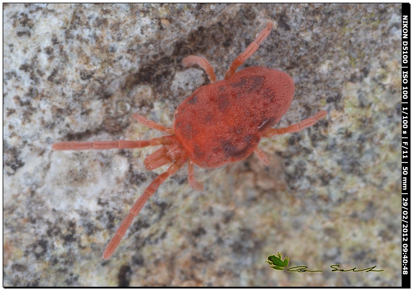 Allothrombium sp., Trombidiidae?