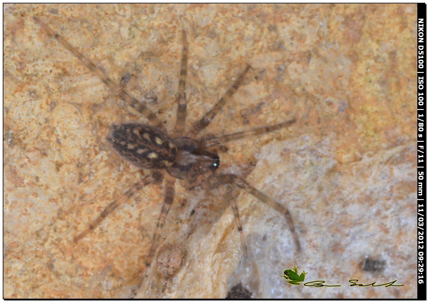 Tegenaria o Malthonica sp.