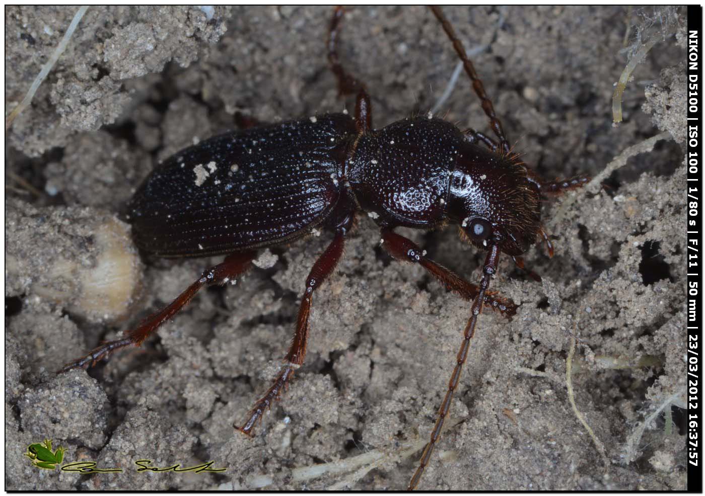 Carterus cfr calidonius e C. rotundicollis