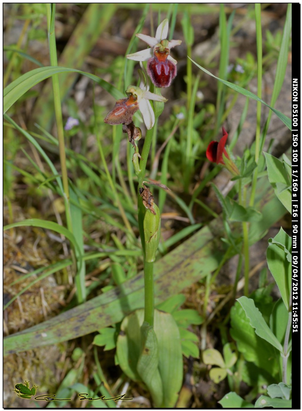 Ophrys sphegodes subsp. praecox