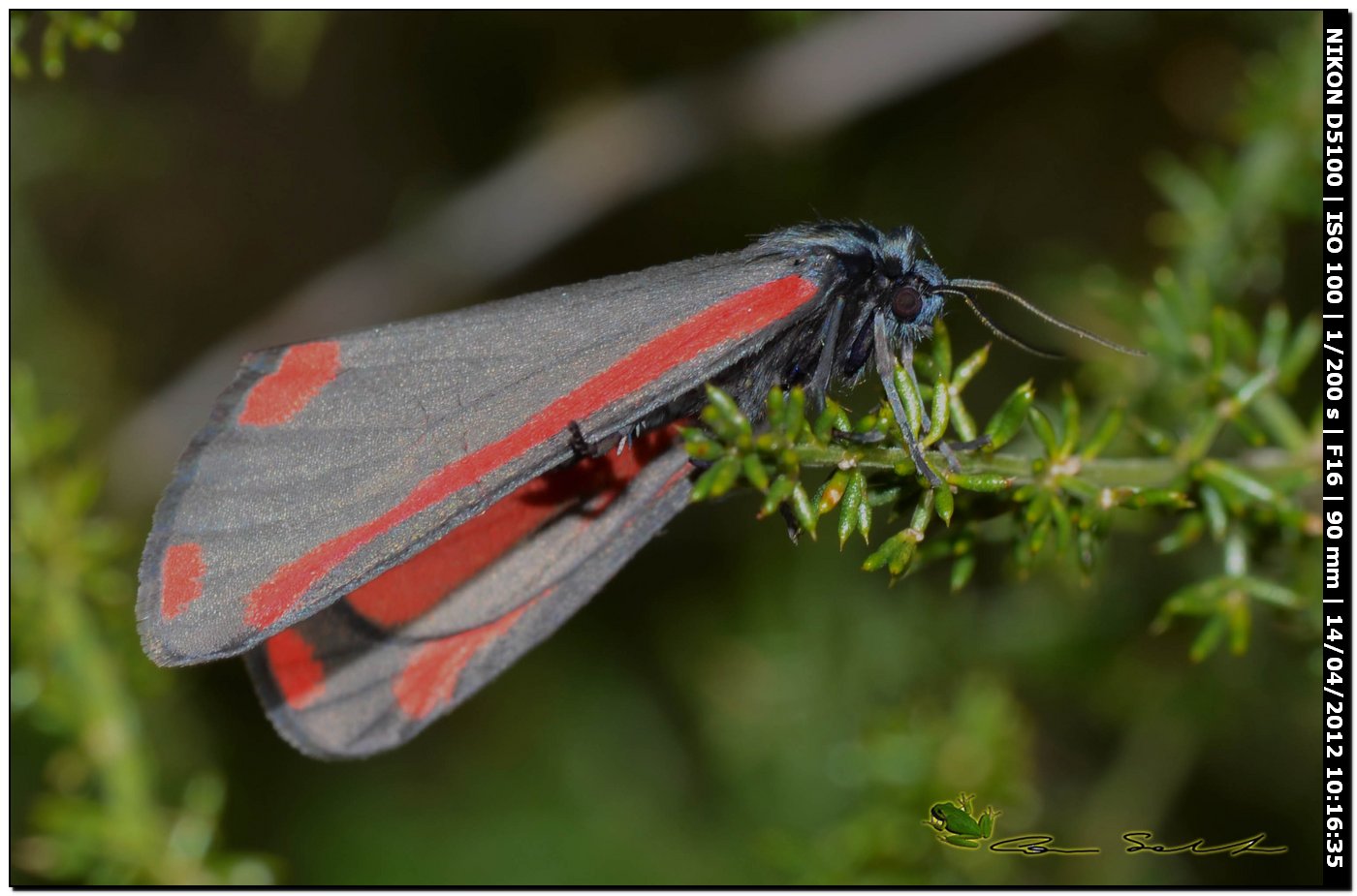 Tyria jacobaeae