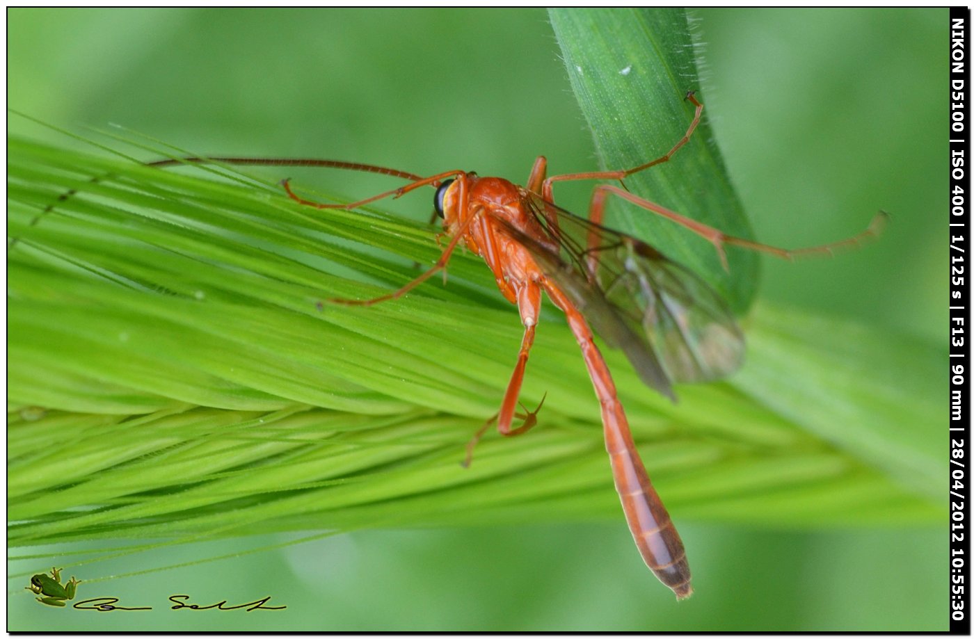 Enicospilus sp.,  Ichneumonidae