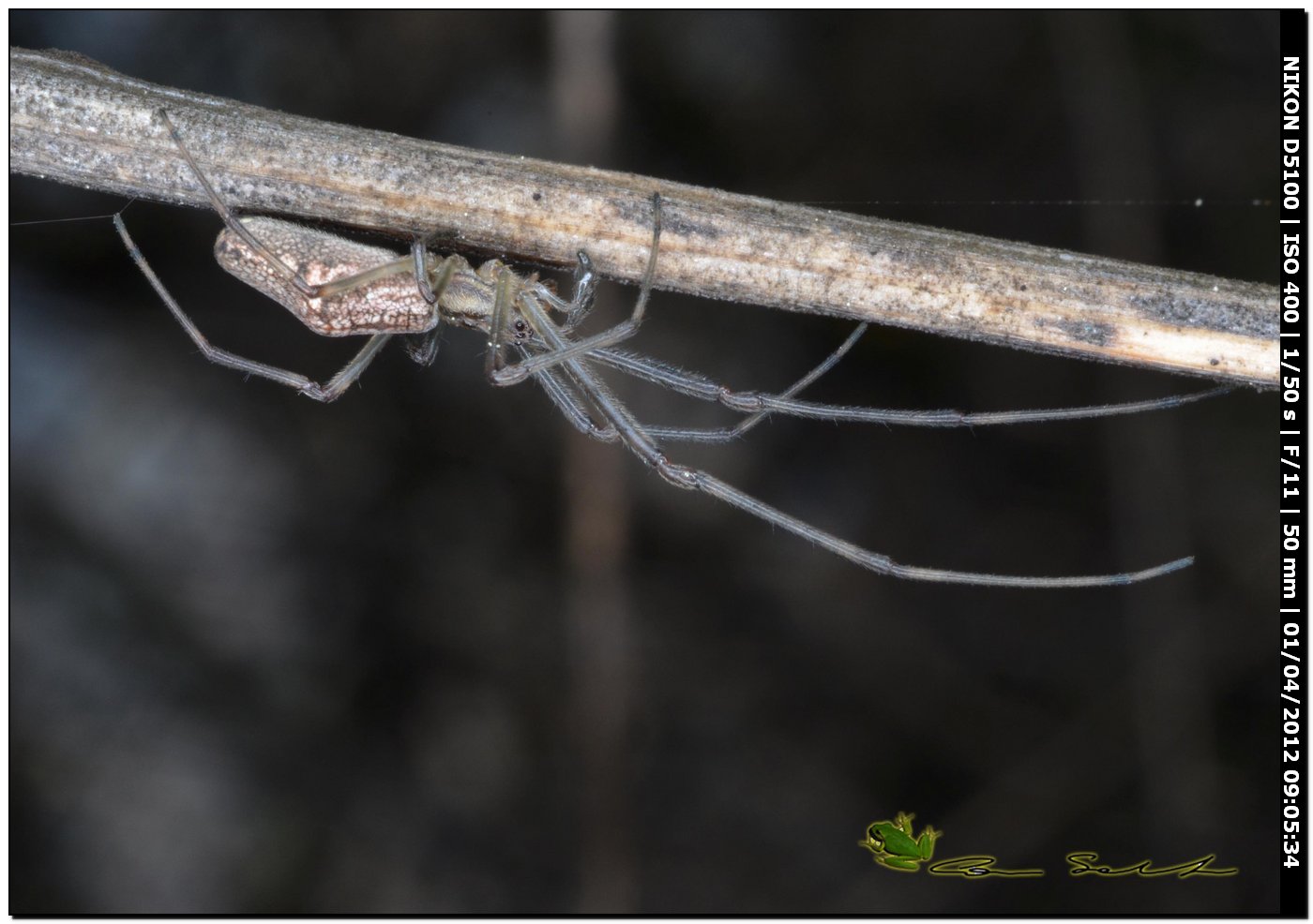 Tetragnatha sp.