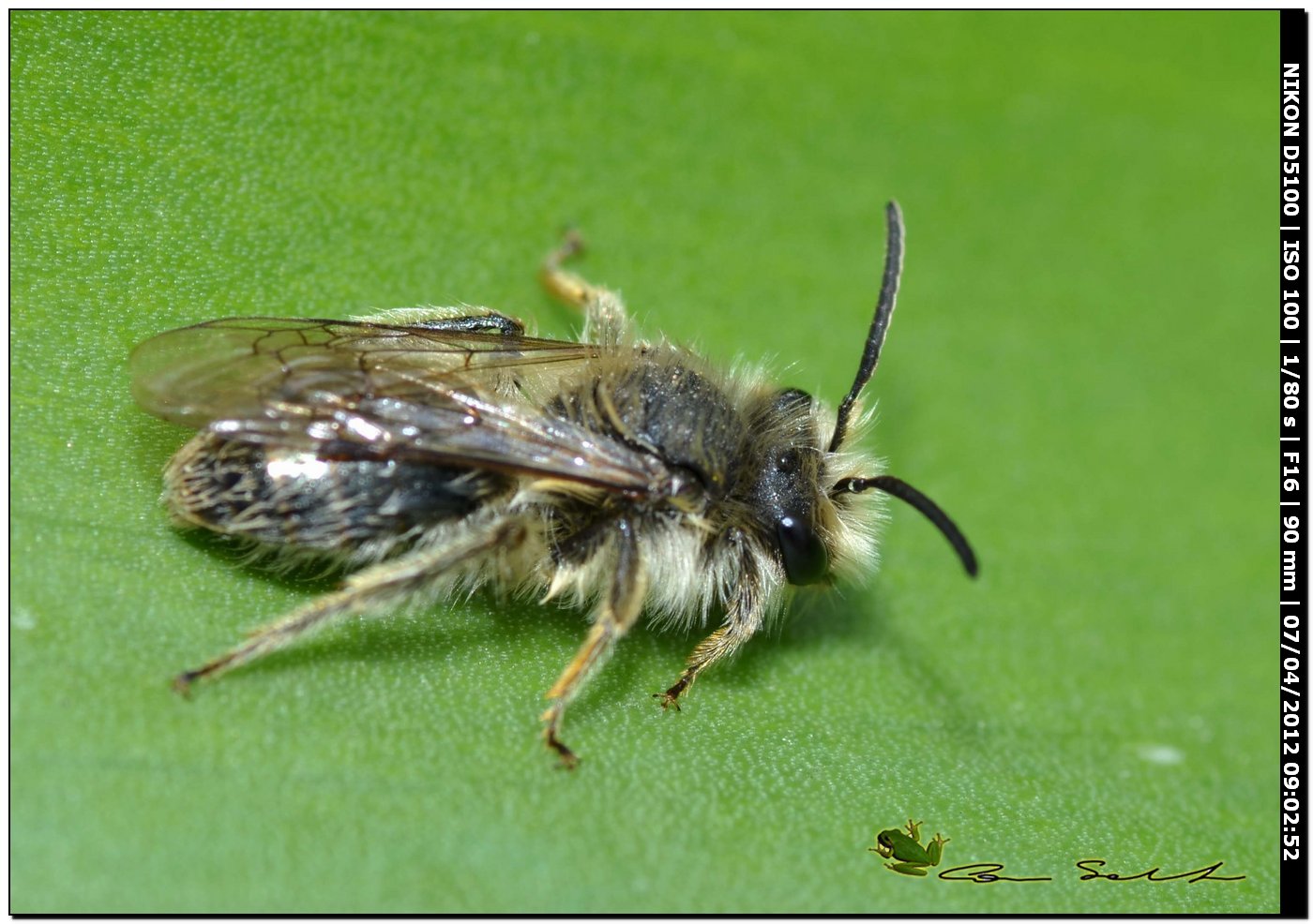 maschio di Eucera sp. e maschio di Andrena sp.