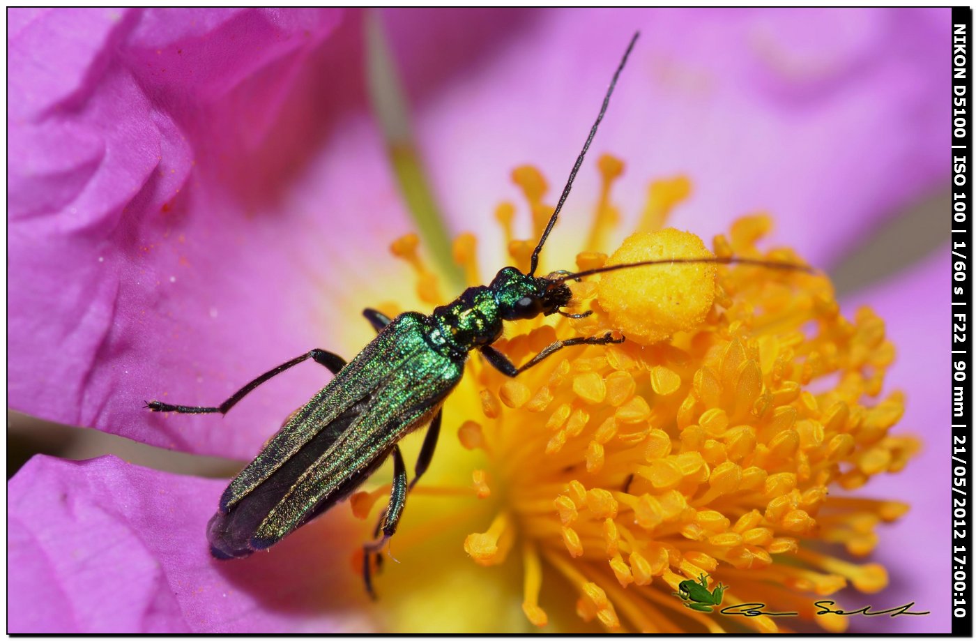 Oedemera nobilis, femmina