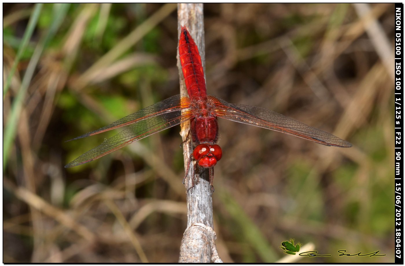 Crocothemis erythraea ♂