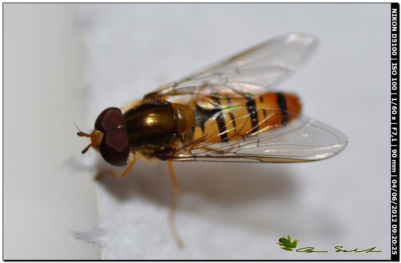 Episyrphus balteatus