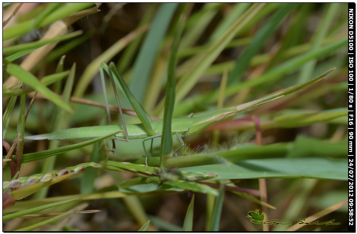 Acrida sp.