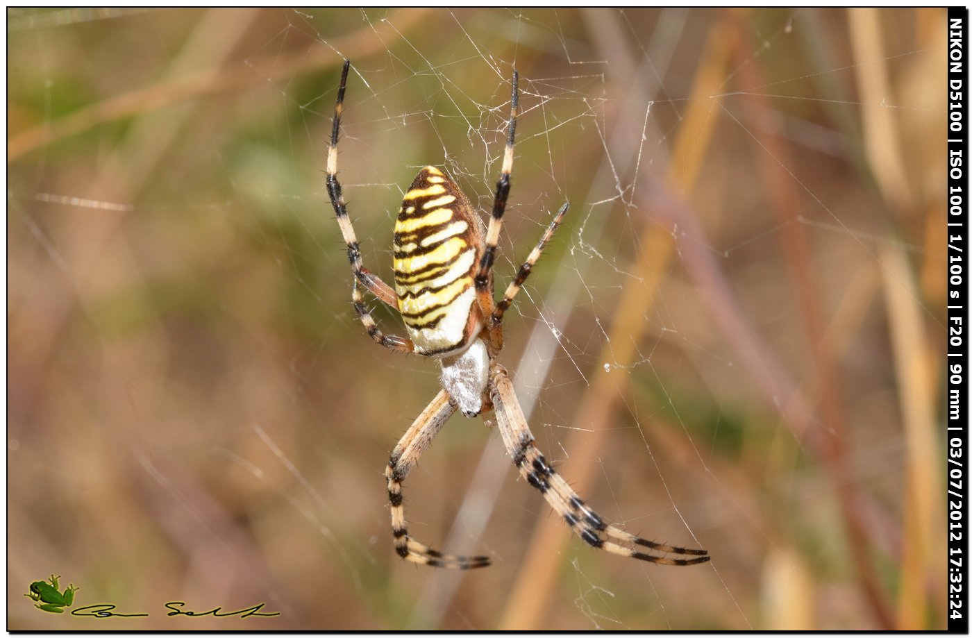 Argiope bruennichi, le prime della stagione