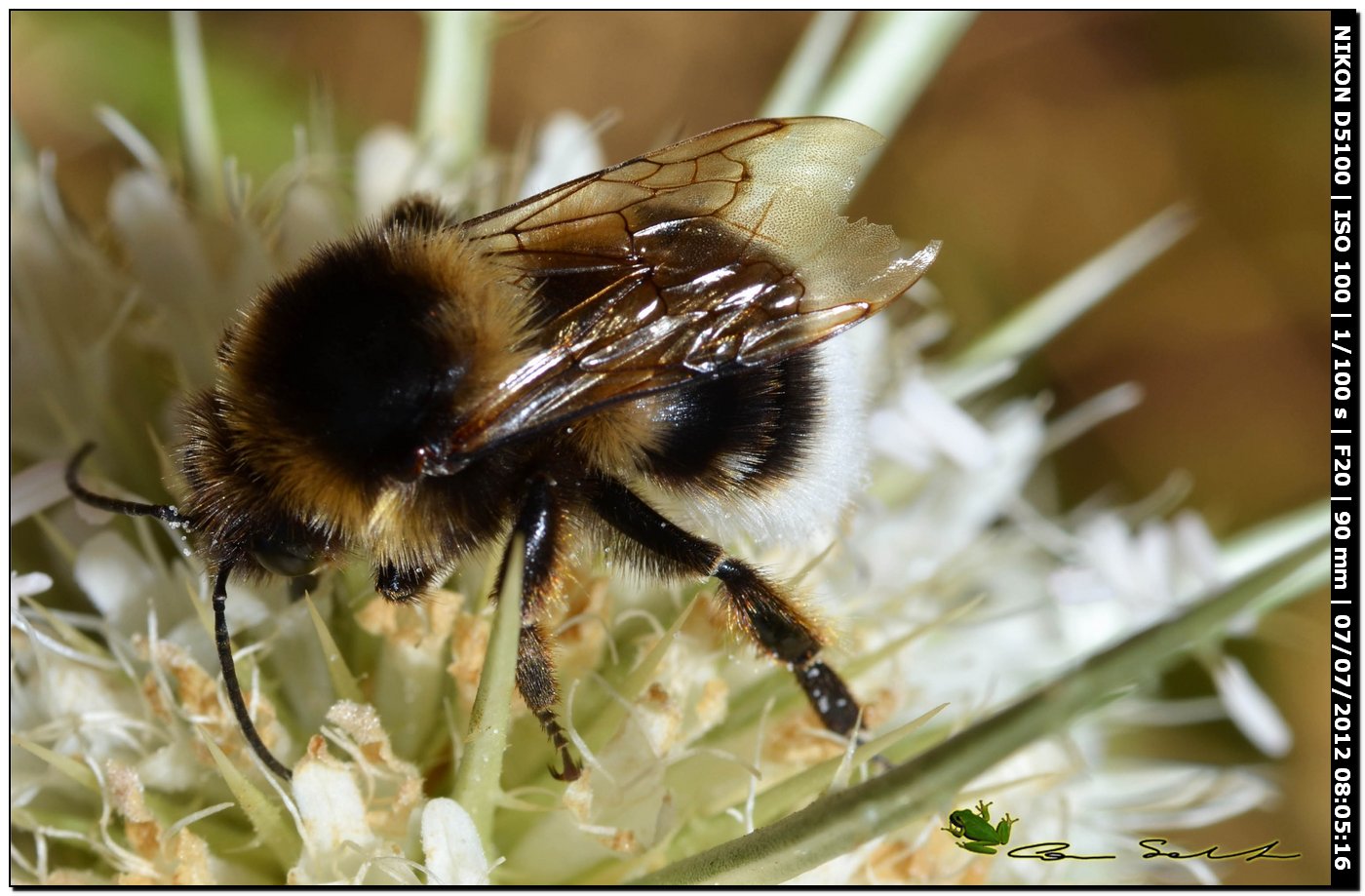 Bombus ...morti sul fiore