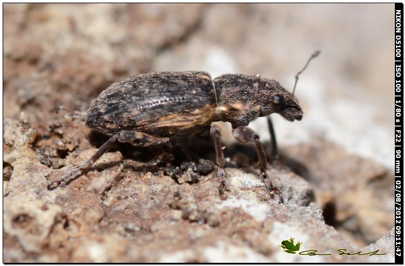 Coelositona gr. cambricus