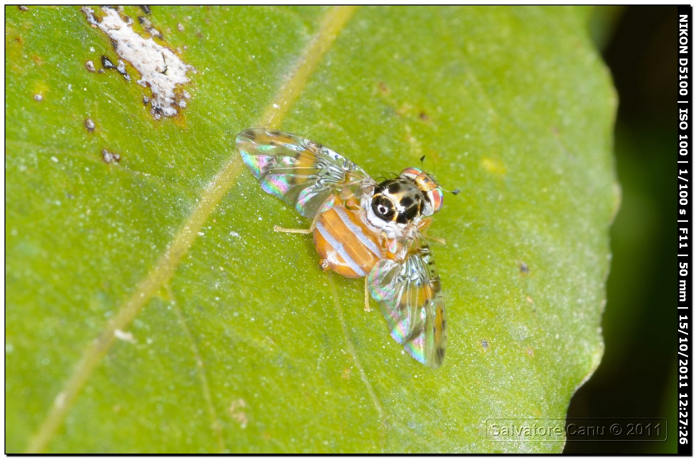 Ceratitis capitata (Tephritidae)