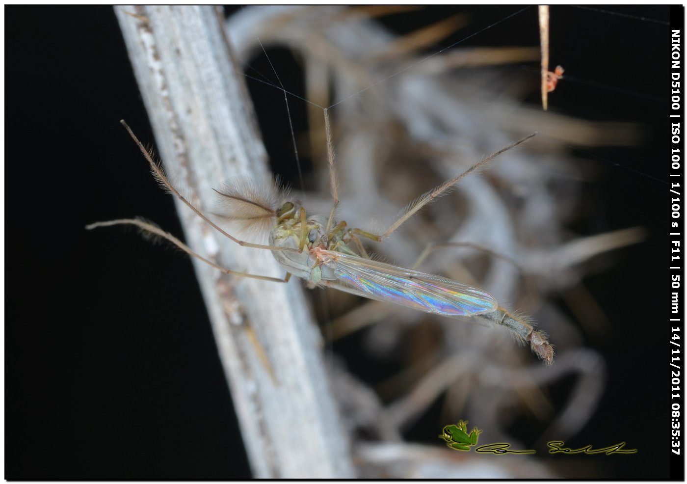 Chironomidae