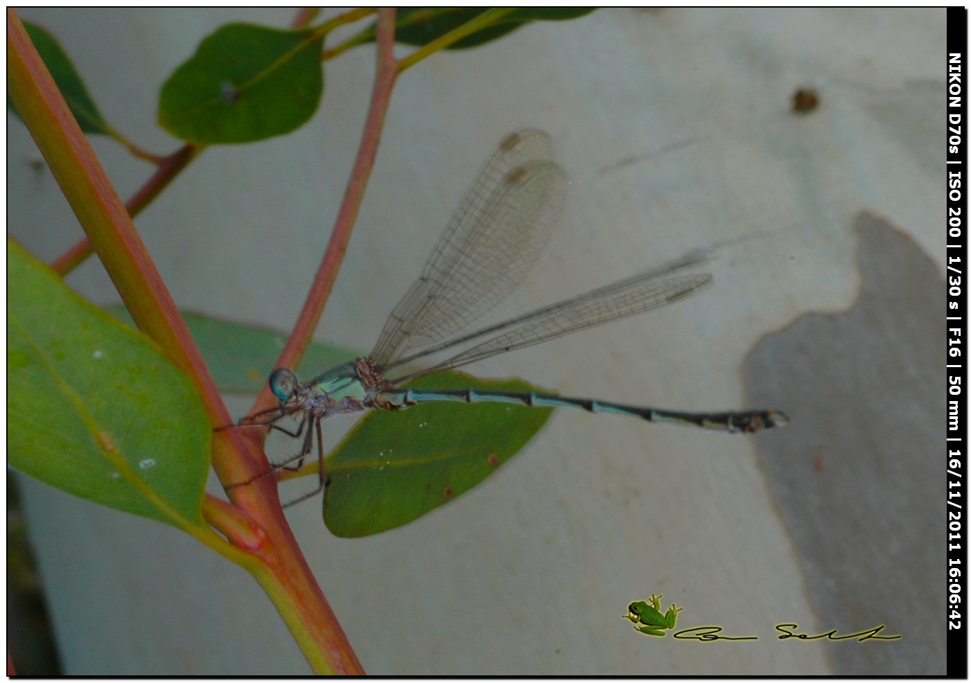 da identificare - Chalcolestes viridis