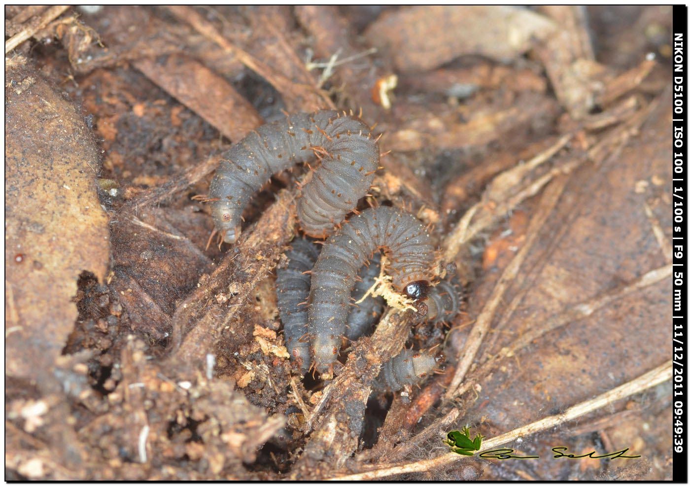 Larve di Bibionidae