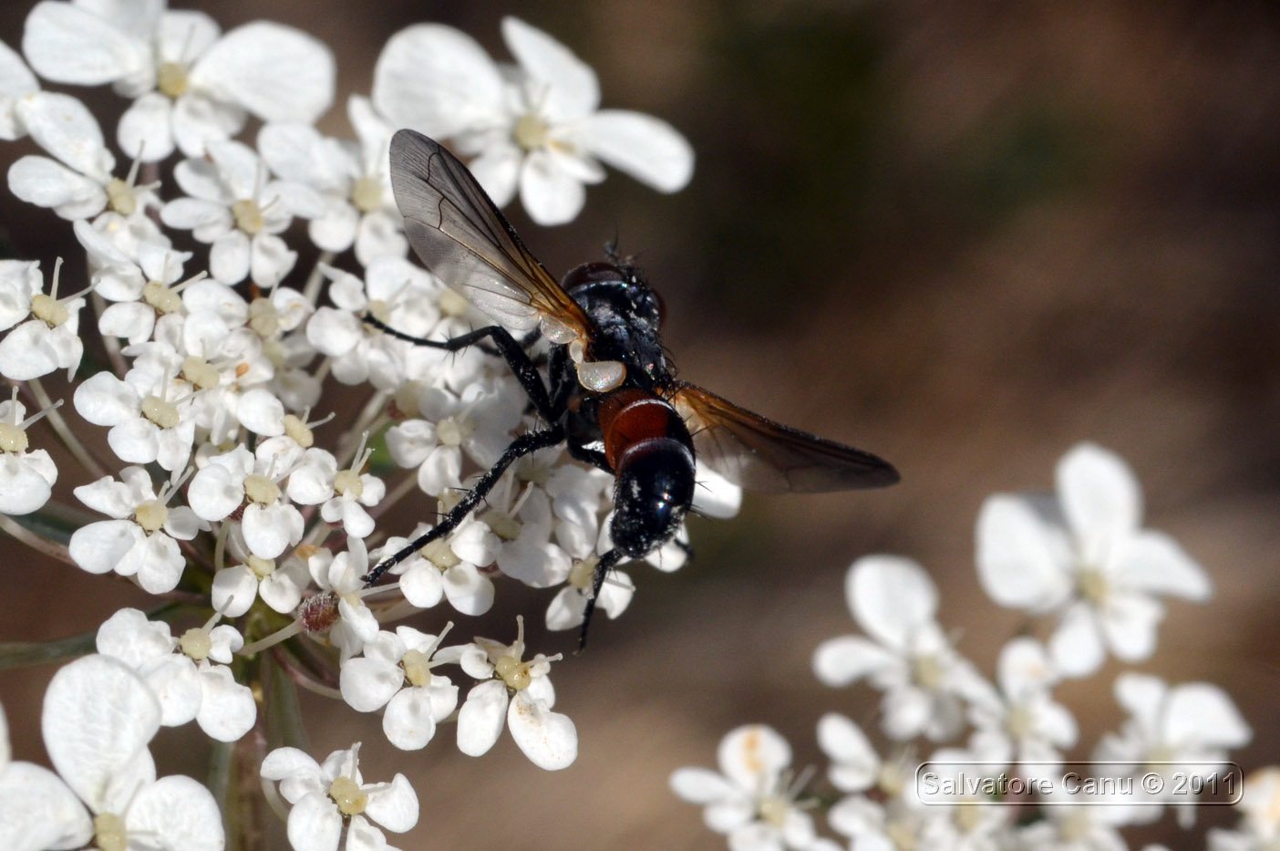 Cylindromyia sp., Tachinidae.