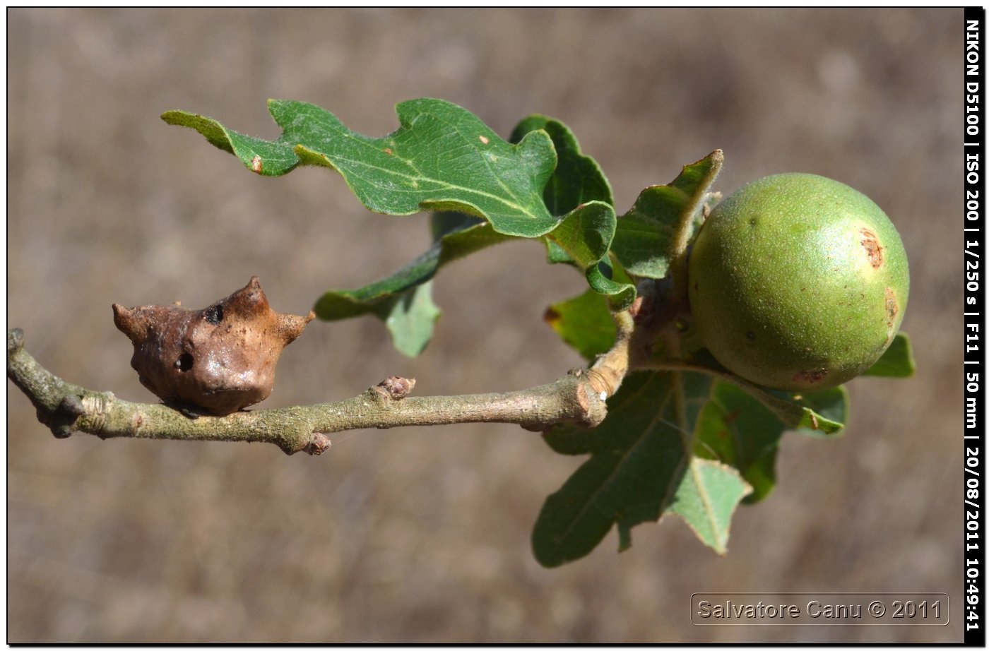 Galle su Sughera (Quercus suber)