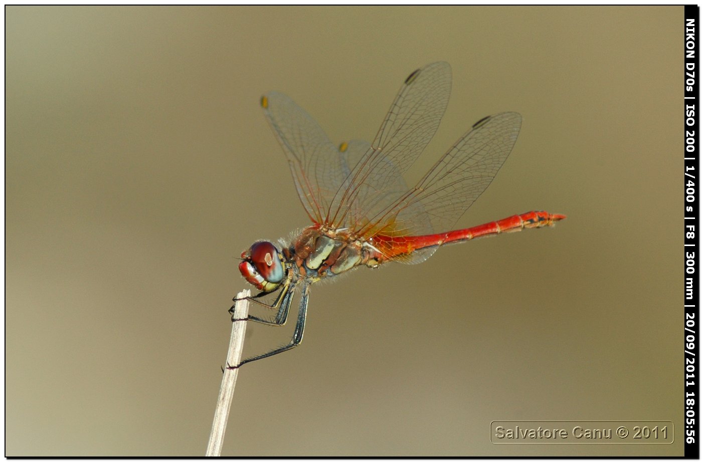 Sympetrum fonscolombii