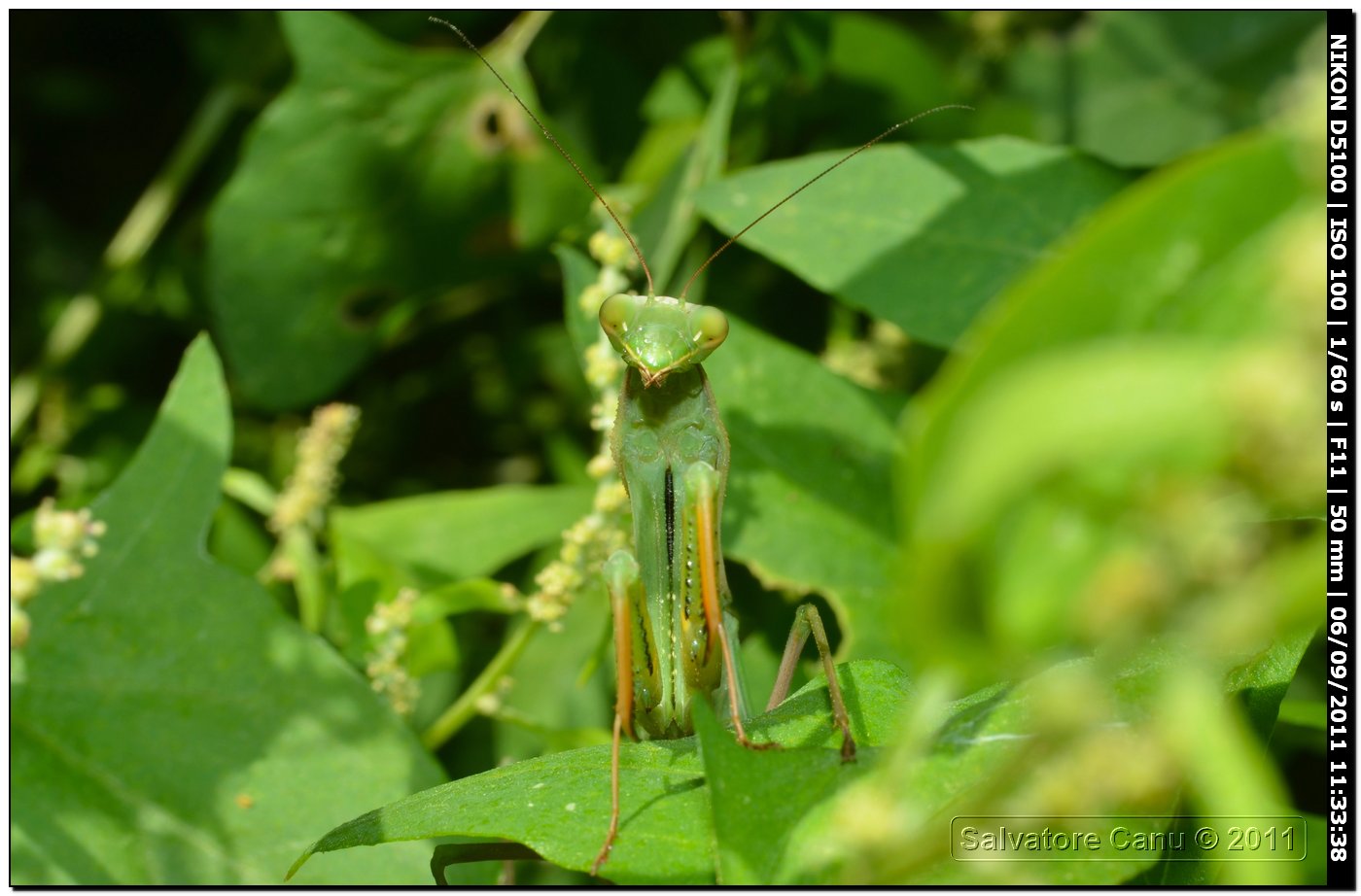 Mantide religiosa